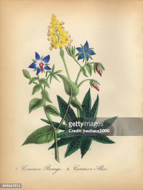 borage and aloe victorian botanical illustration - americana aloe stock illustrations