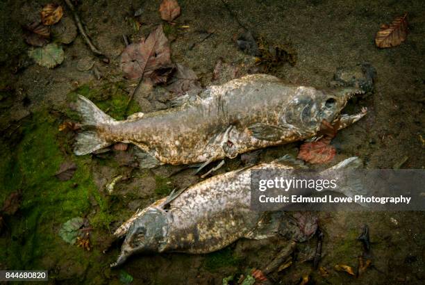 Washed Up Rotten Fish 433 Rotten Fish Stock Photos, High-Res Pictures, and Images - Getty Images