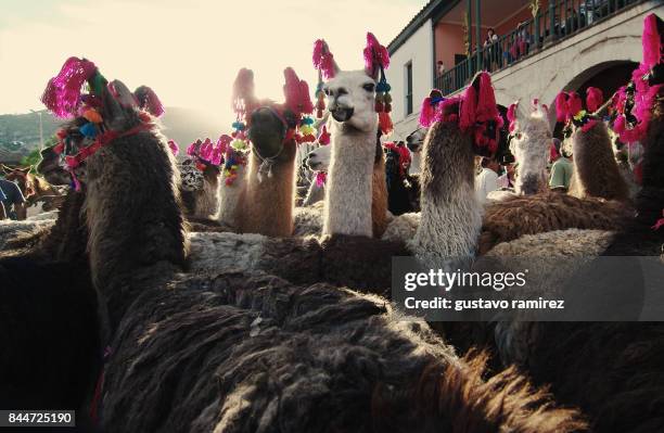 alpaca and llama - the andes stock-fotos und bilder