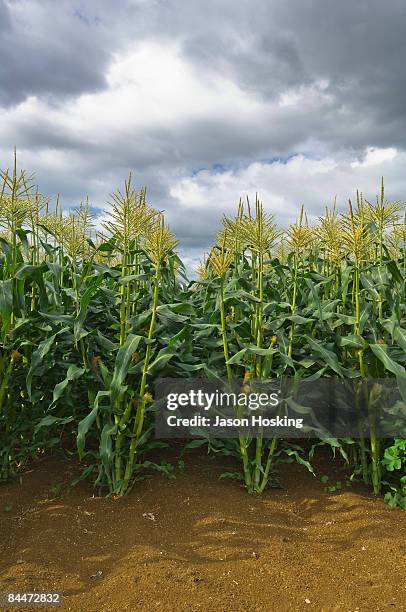 298 Corn Rows Field Stock Photos, High-Res Pictures, and Images - Getty ...