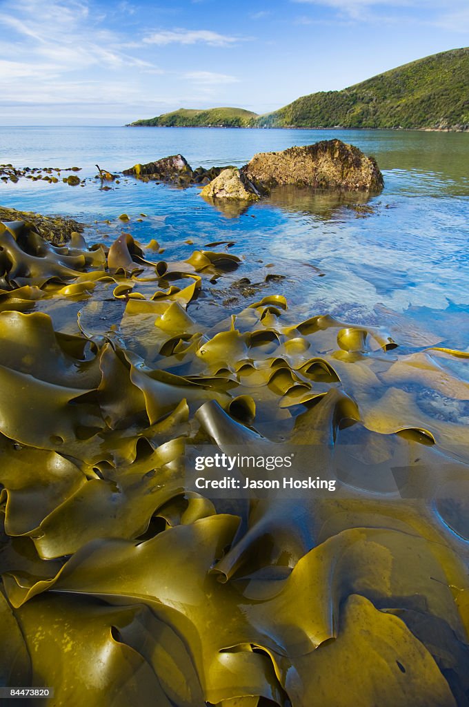 Kelp Bed at Low Tide