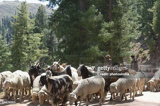 group of animals on the road, sanasar, jammu and kashmir, india - sheep herder india stock pictures, royalty-free photos & images