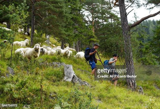 Shepherds lead their mountain sheep down to the valley from their mountain pastures during a traditional sheep drive on September 9, 2017 in...