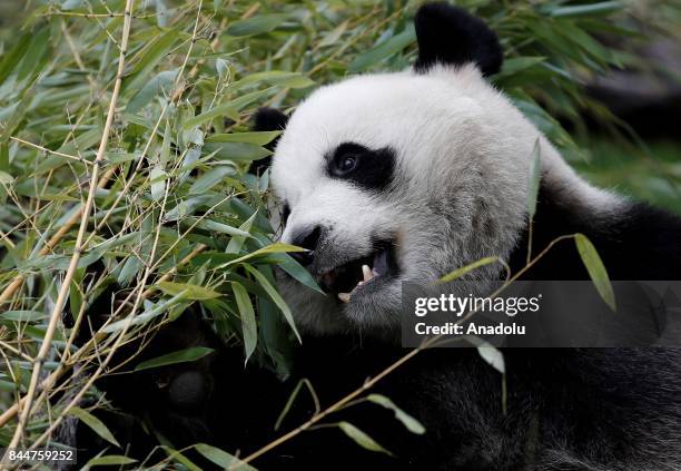 Madrid zoo celebrates the first birthday of female panda "Chulina" delivering a big bambu cake to Chulina in Madrid, Spain on September 9, 2017.