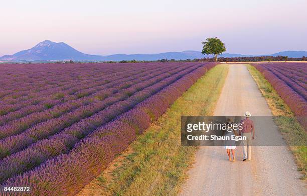 couple walking on roadway between lavender fields - provence alpes côte d'azur stock pictures, royalty-free photos & images
