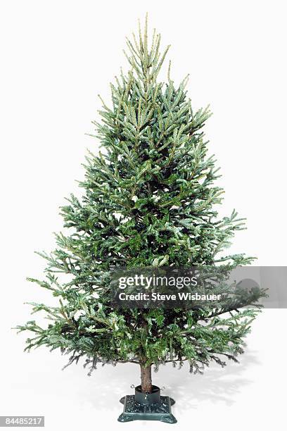 christmas tree in stand without decorations - douglas fir stock pictures, royalty-free photos & images