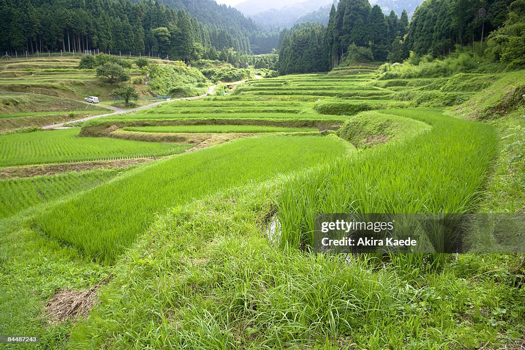 Rice terraces in summer