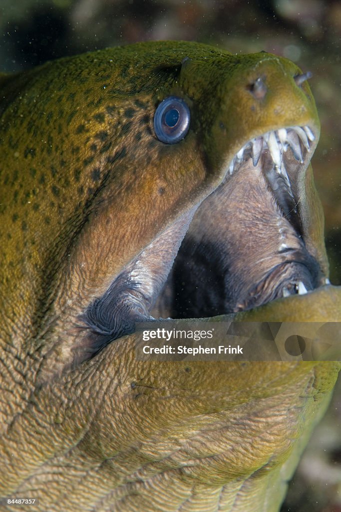 Yellowmargin Moray (Gymnothorax flavimarginatus)