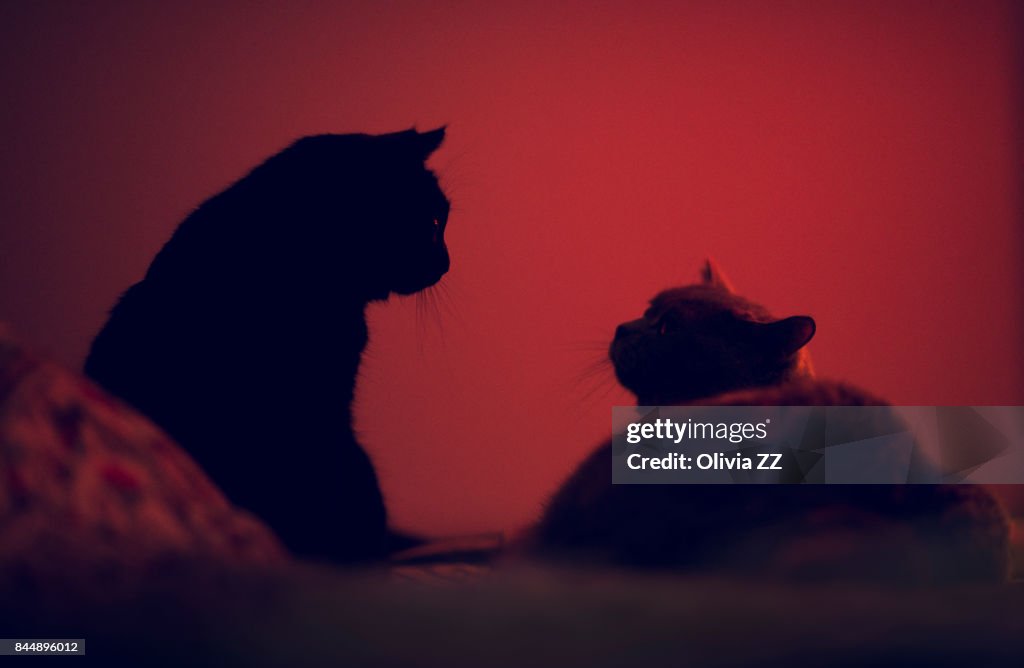 Cat pillow talk