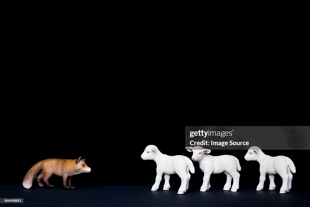 Toy fox hunting lambs
