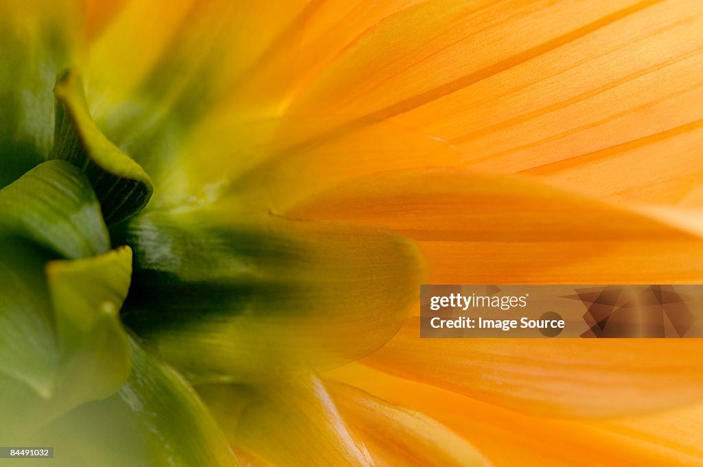 Close up of flower