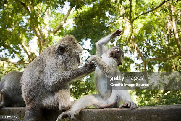 longtail macaques - ubud monkey forest stock pictures, royalty-free photos & images