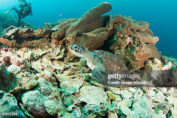 turtle on coral reef - sulawesi 個照片及圖片檔