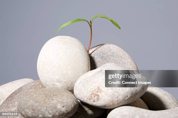 Sprouting In Rocks 489 Sprouting Rock Stock Photos, High-Res Pictures, and Images - Getty ...