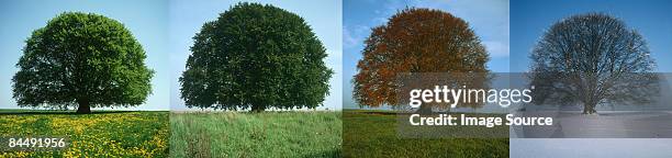 tree in four seasons - las cuatro estaciones fotografías e imágenes de stock