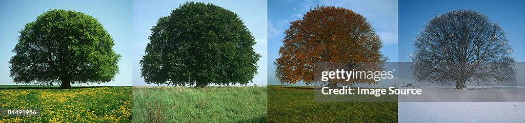 Tree in four seasons
