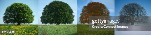 tree in four seasons - quatro-estações imagens e fotografias de stock