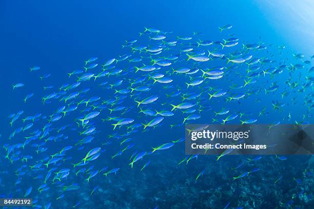 shoal of fish - abundance stock pictures, royalty-free photos & images