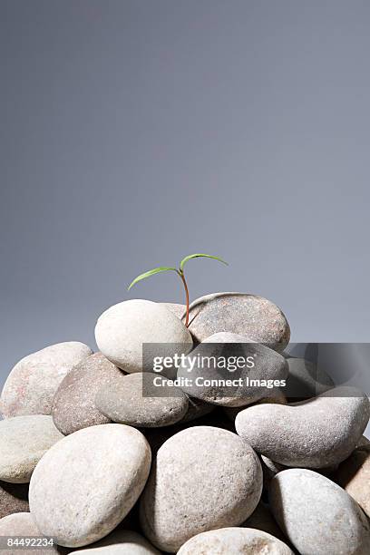 Sprouting In Rocks 489 Sprouting Rock Stock Photos, High-Res Pictures, and Images - Getty ...