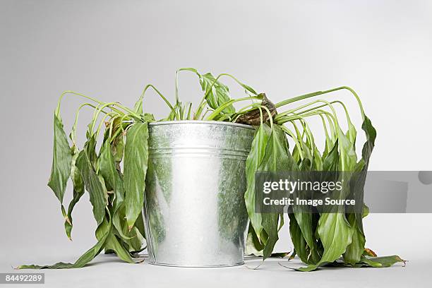 dying plant in a bucket - wilted plant fotografías e imágenes de stock