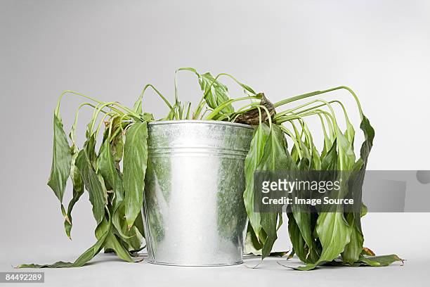 dying plant in a bucket - végétation fanée photos et images de collection