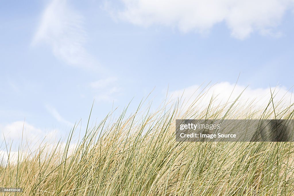 Marram grass and sky