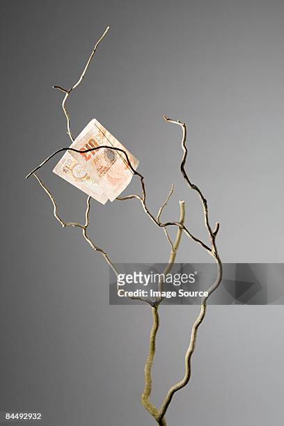 ten pound note in a tree - ten pound note stock pictures, royalty-free photos & images