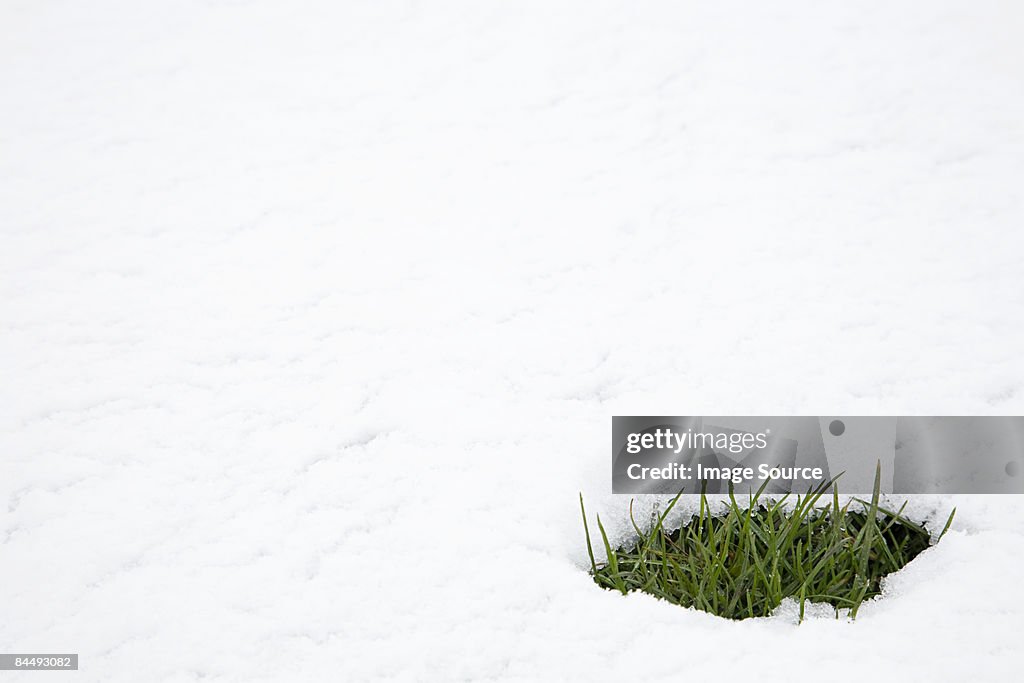 Patch of grass in thawing snow