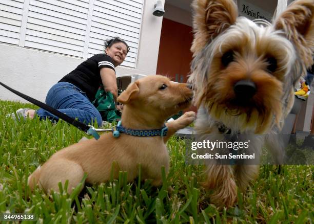 Ivelisse Soto prepares carying crates for her dogs, Tinzy and Looney, outside Lakeside Elementary School hurricane shelter, which allows pets, in...