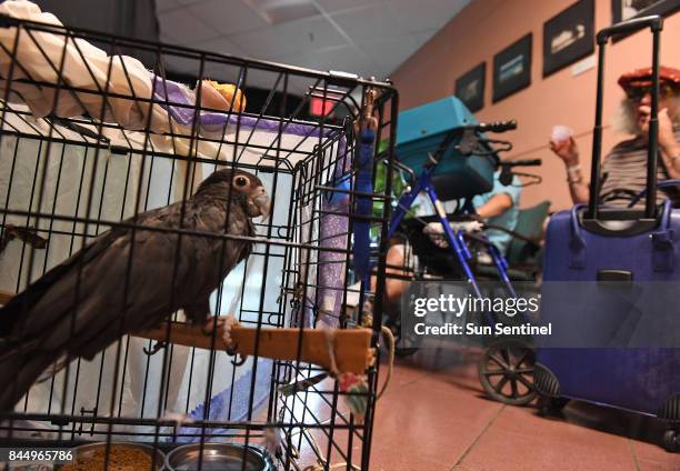 People seek shelter from Hurricane Irma with their pets at the West Boynton Park and Recreation Center in Boynton Beach, Fla., on Saturday, Sept. 9,...