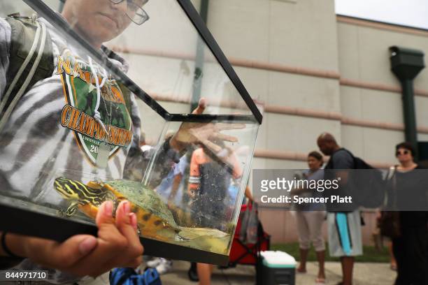 Samantha Casal arrives with her turtle Bubby at a shelter at Alico Arena where thousands of Floridians are hoping to ride out Hurricane Irma on...