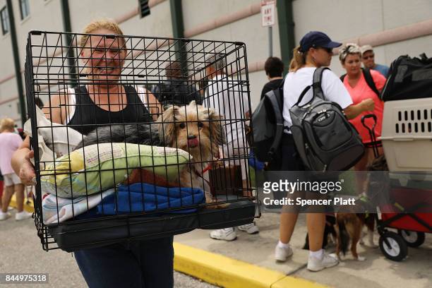 Woman carries her dog as people arrive at a shelter at Alico Arena where thousands of Floridians are hoping to ride out Hurricane Irma on September...