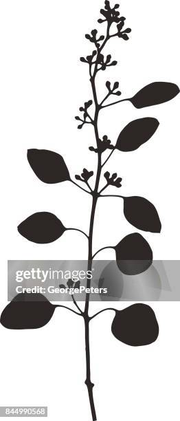 silhouette strichzeichnungen ein eukalyptus-zweig und blätter - eucalyptus leaves stock-grafiken, -clipart, -cartoons und -symbole