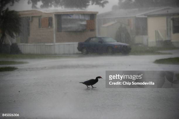 Duck crosses the street during a squall at the Sunshine Village mobile home community ahead of the arrival of Hurricane Irma September 9, 2017 in...