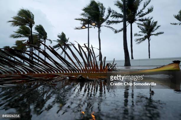 Windblown palm fronds litter the street along Sebastian Street Beach ahead of the arrival of Hurricane Irma September 9, 2017 in Fort Lauderdale,...