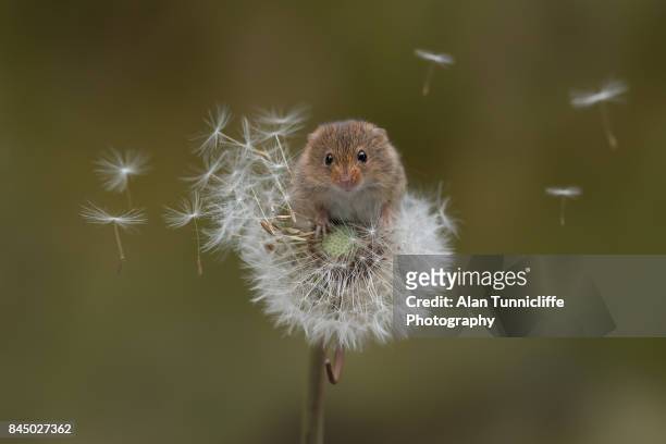 eurasian harvest mouse - field mouse fotografías e imágenes de stock