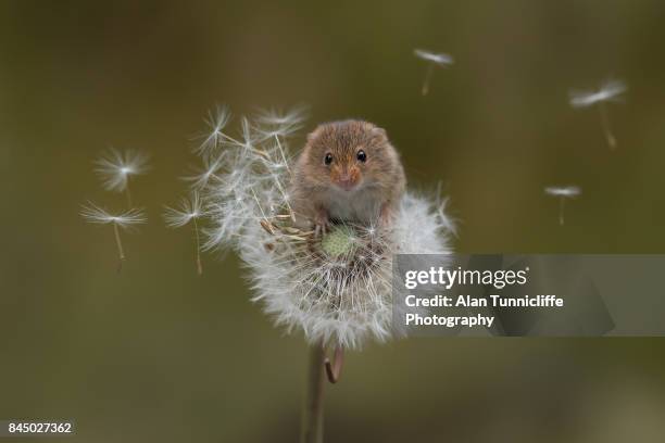 eurasian harvest mouse - mini mouse stock pictures, royalty-free photos & images