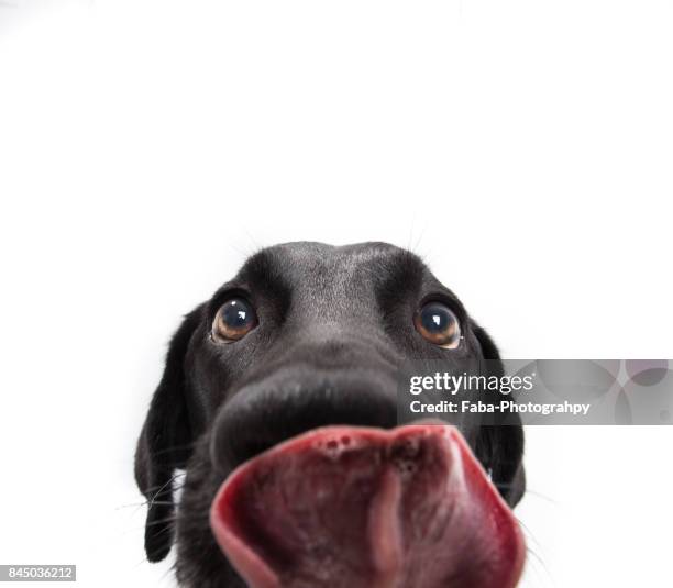 funny dog - animal mouth stock-fotos und bilder