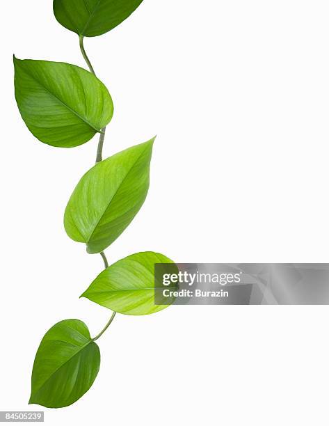green leaf background - green leaf studio shot stock pictures, royalty-free photos & images