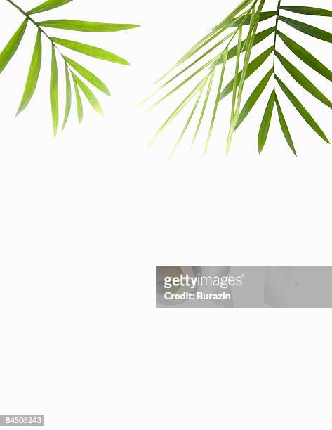 green palm leaf background still life - palm leaves stock pictures, royalty-free photos & images