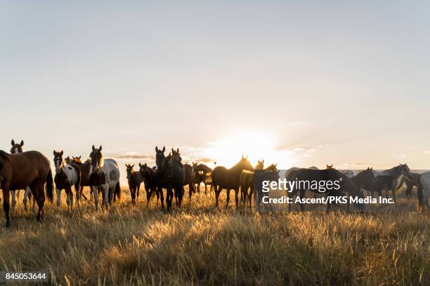 wild horses herd on grassy plain at sunrise - horse grazing stock pictures, royalty-free photos & images