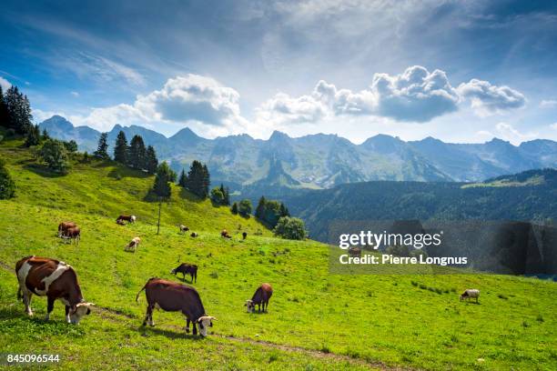 cows grazing in altitude on an alpine meadow above the village of le grand-bornand, near the aravis mountain range, haute savoie, france - haute savoie stock-fotos und bilder