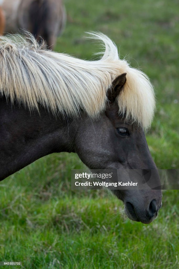 Portrait of an Icelandic horse in a pasture near Borgarnes...