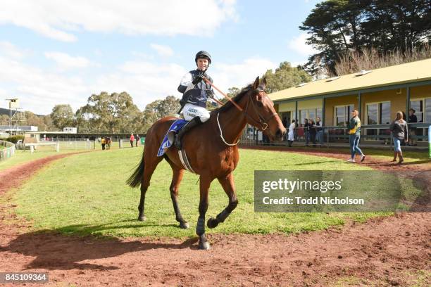 Surging Wave ridden by Clayton Douglas returns after the Moredun Hill Open Steeplechase at Casterton Racecoure on September 10, 2017 in Casterton,...