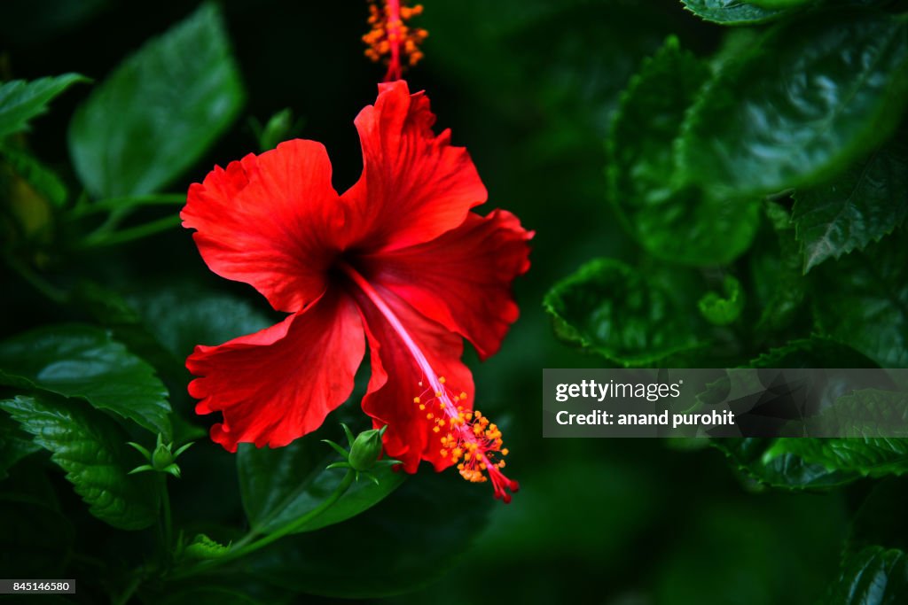 Hibiscus rosa-sinensis Flower