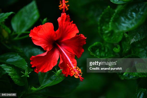 hibiscus rosa-sinensis flower - hibiscus stock pictures, royalty-free photos & images