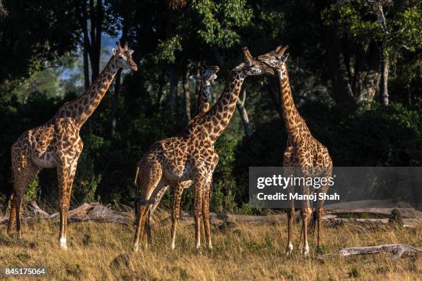 giraffes necking. - necking stock pictures, royalty-free photos & images