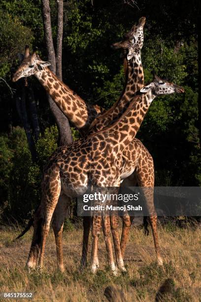 giraffes necking. - necking stock-fotos und bilder