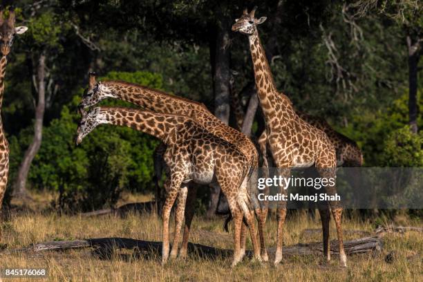 giraffes necking. - necking stock-fotos und bilder