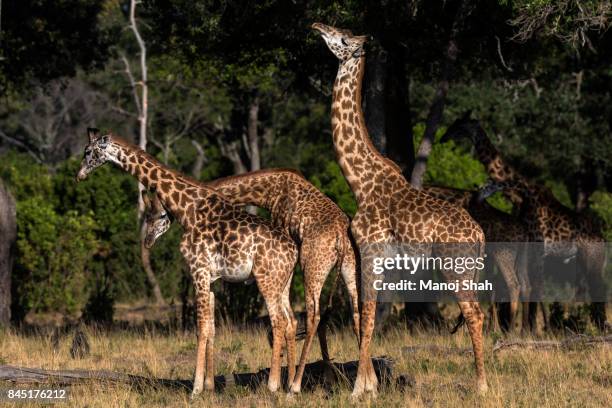 giraffes necking. - necking stock-fotos und bilder